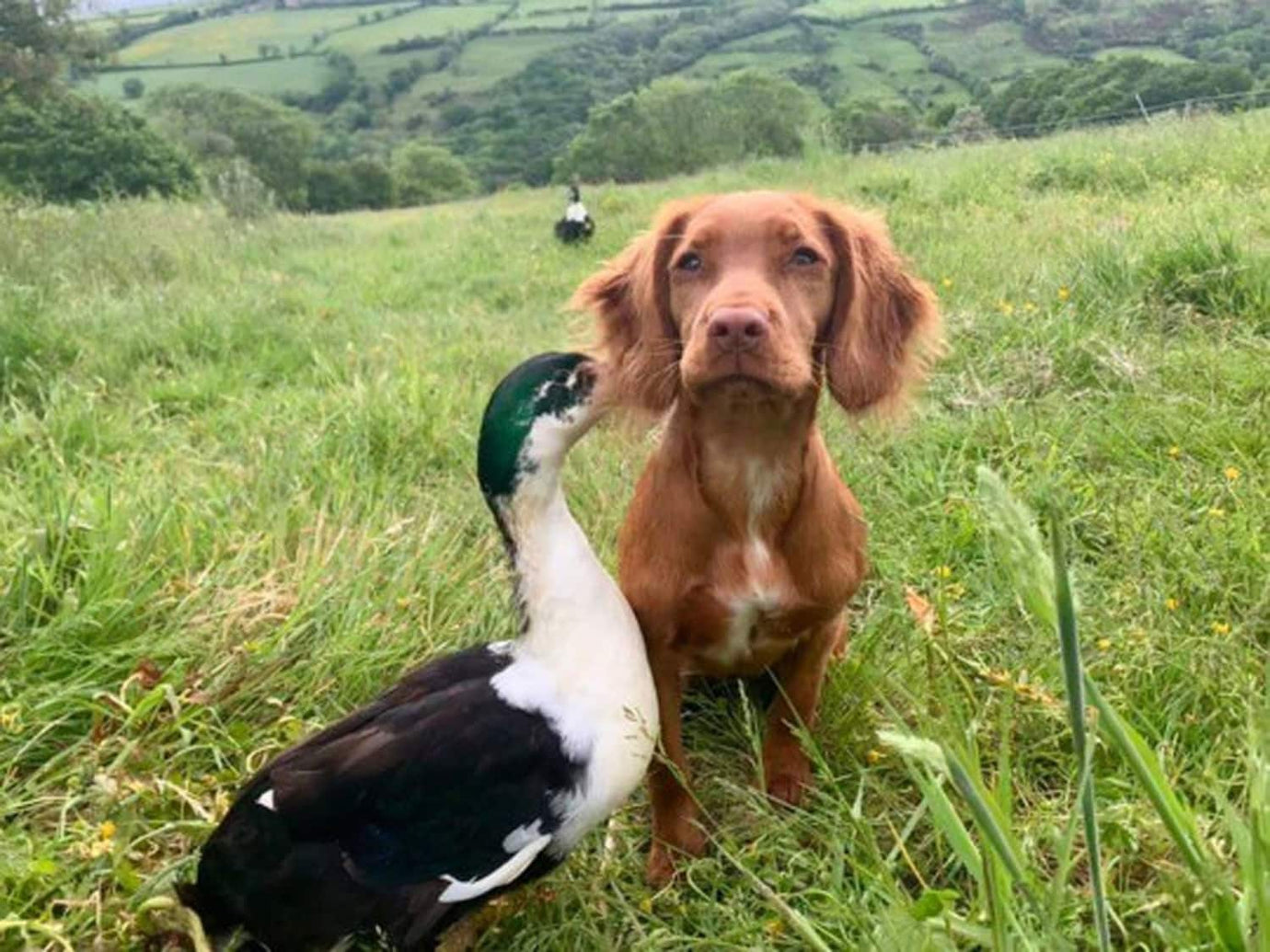 dog and duck