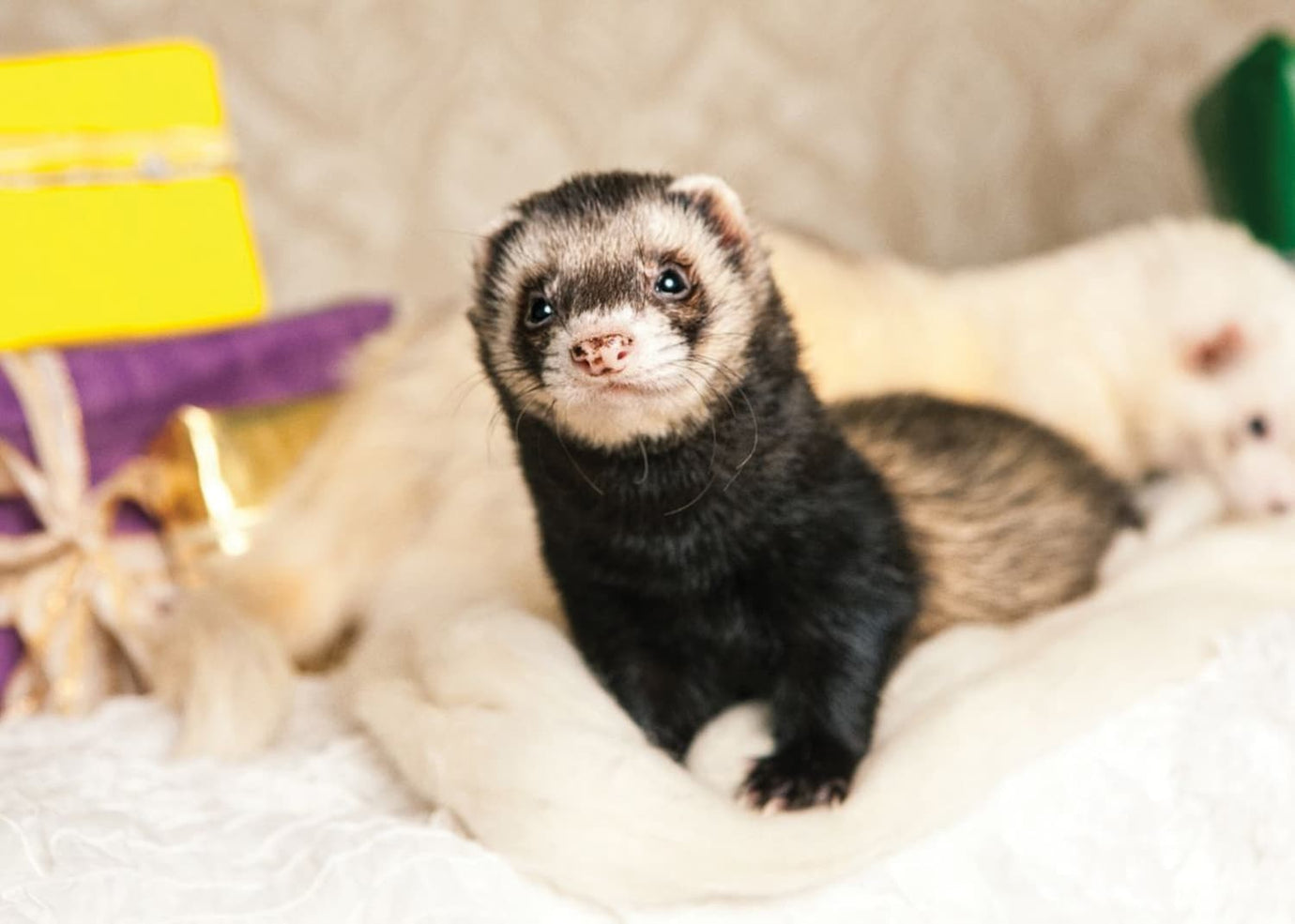 festive ferret