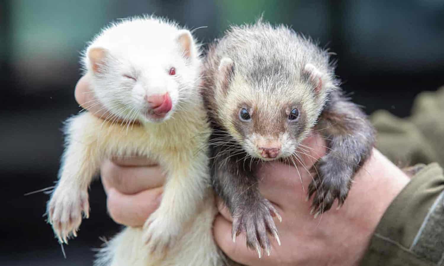 two ferrets