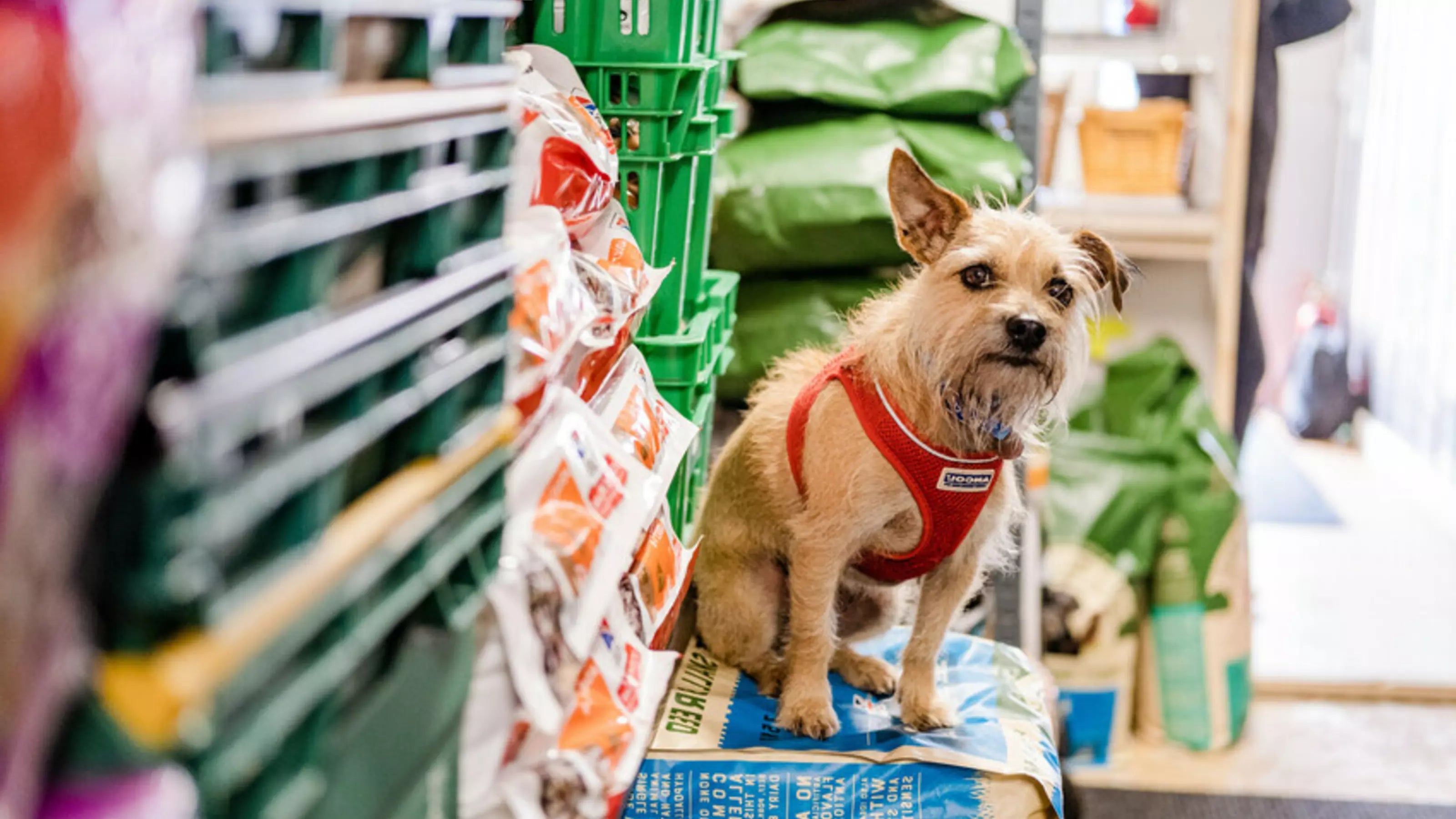 Going to a Blue Cross pet food bank