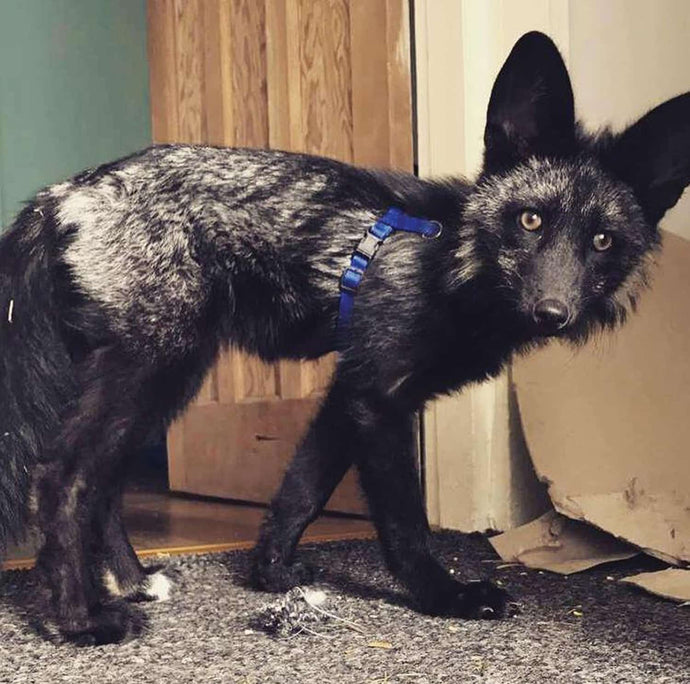 Iontach! Is peata an t-ainmhí is annamha a aimsítear sa RA