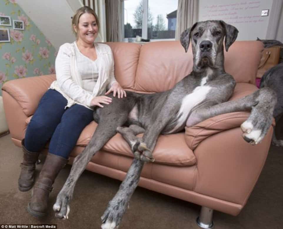 biggest dog
