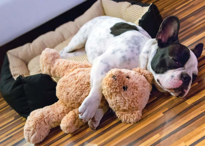 Sut i amddiffyn y Bulldog Ffrengig poblogaidd rhag lladrad