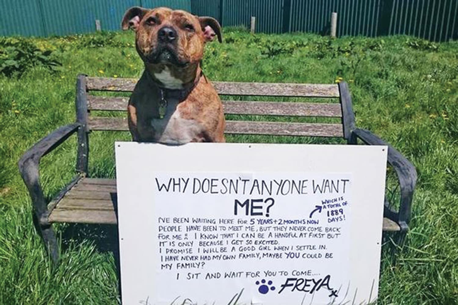 ‘Britain’s loneliest dog’ given role in Michael Bay’s new Transformers movie - after he read her plight in the Mirror