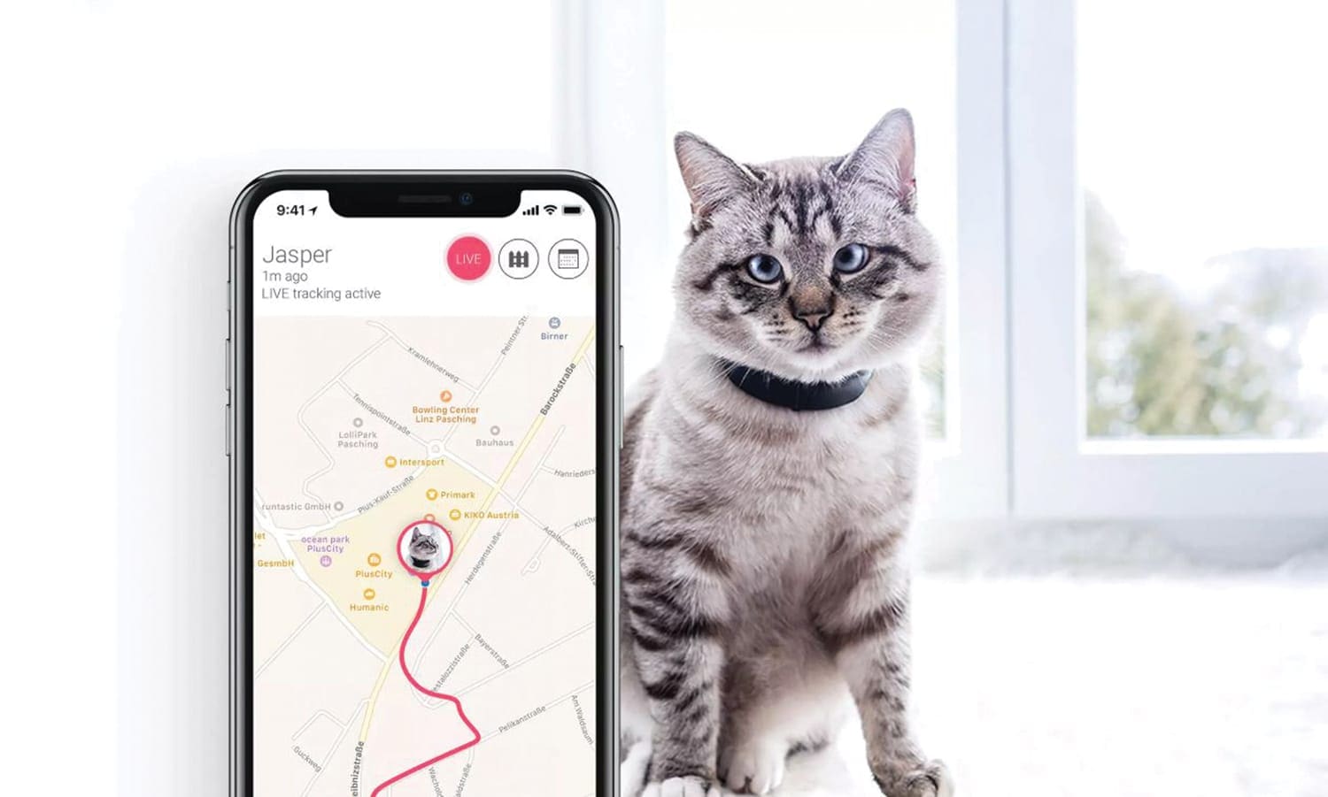 pet tracker displayed with smartphone and cat