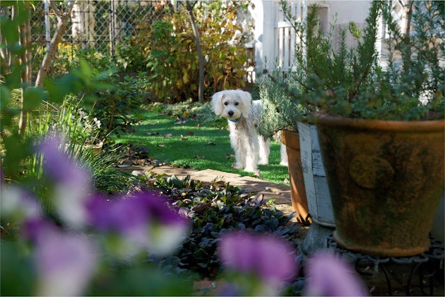 Urgent warning: These are the common garden essentials that could be killing your dog, you must act now