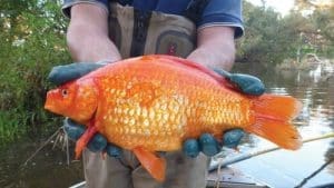 Unwanted pet goldfish growing to the size of a football in Australia