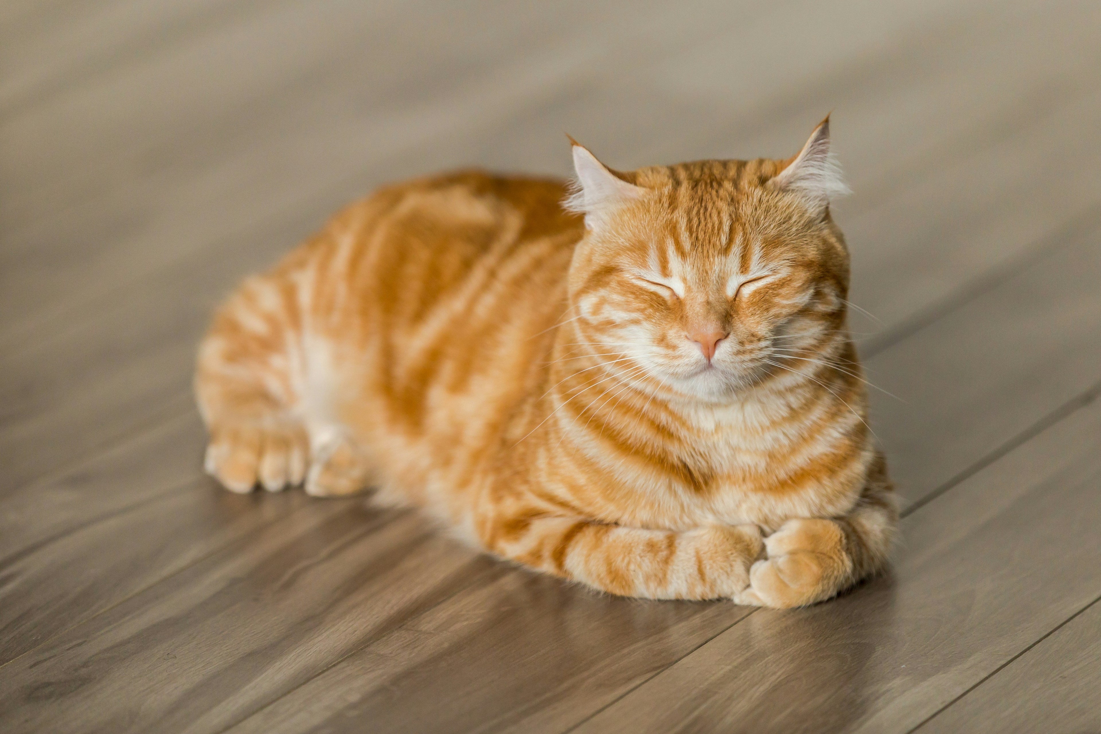 'People don't realise cats can get diabetes'