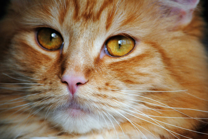 Moggy mystery: Scientists solve the mystery of ginger cats - helped by hundreds of cat owners