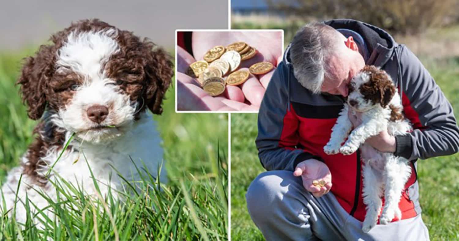 Gold digger: Retriever puppy digs up sovereign coins worth £6,000 on f ...