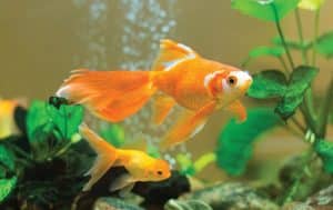 Pet goldfish