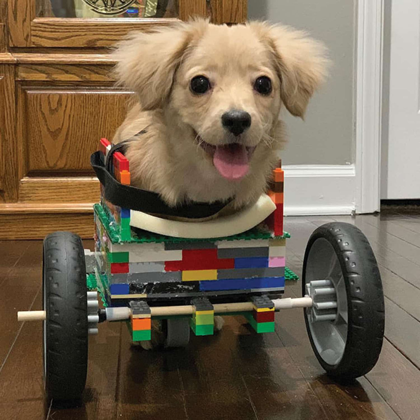 puppy wheelchair