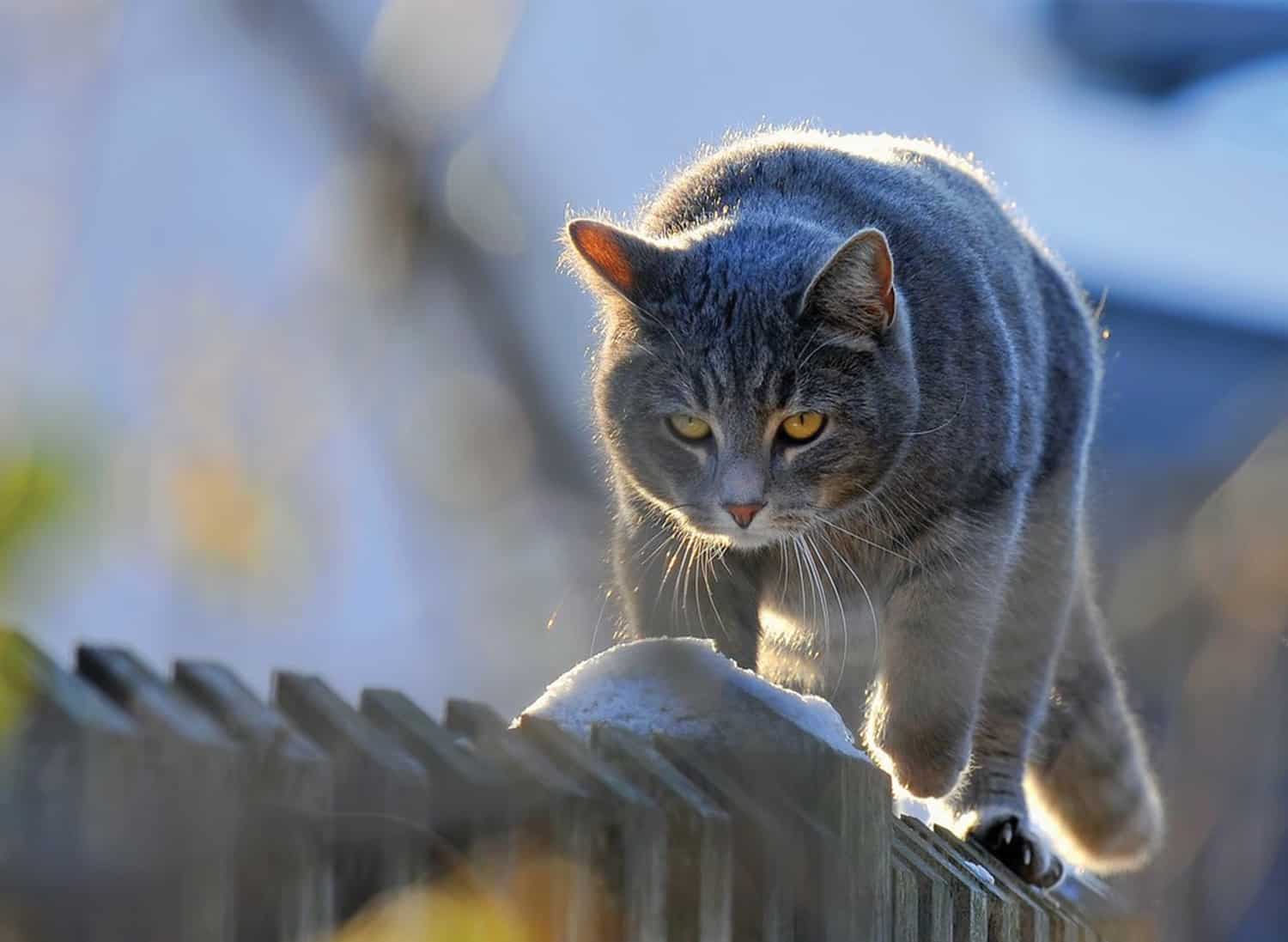 The homing ability in your cat – My Pet Matters