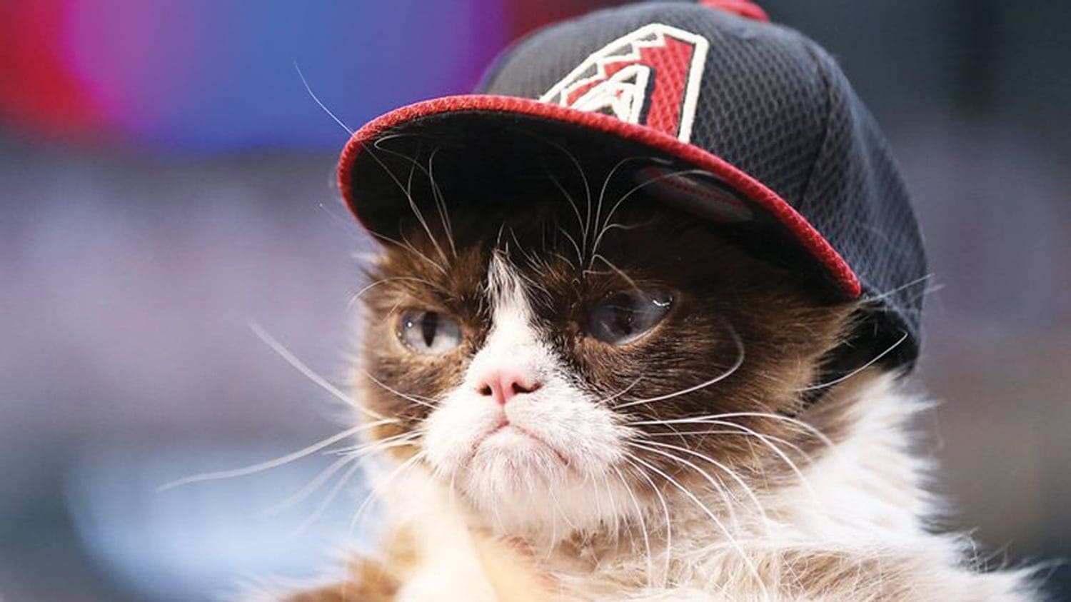 Grumpy Cat
