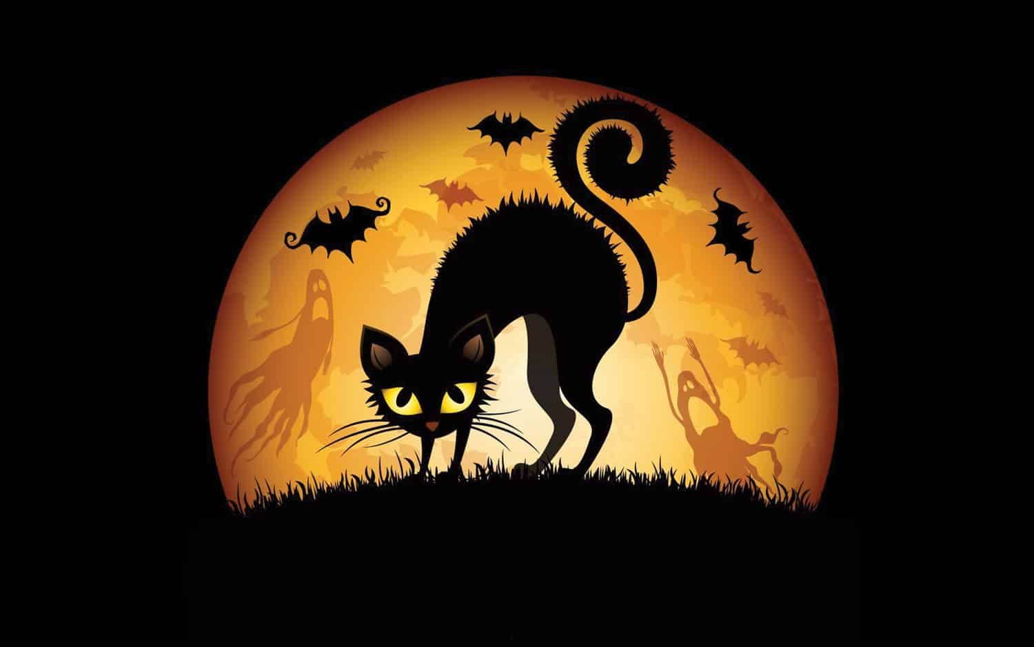 black cats