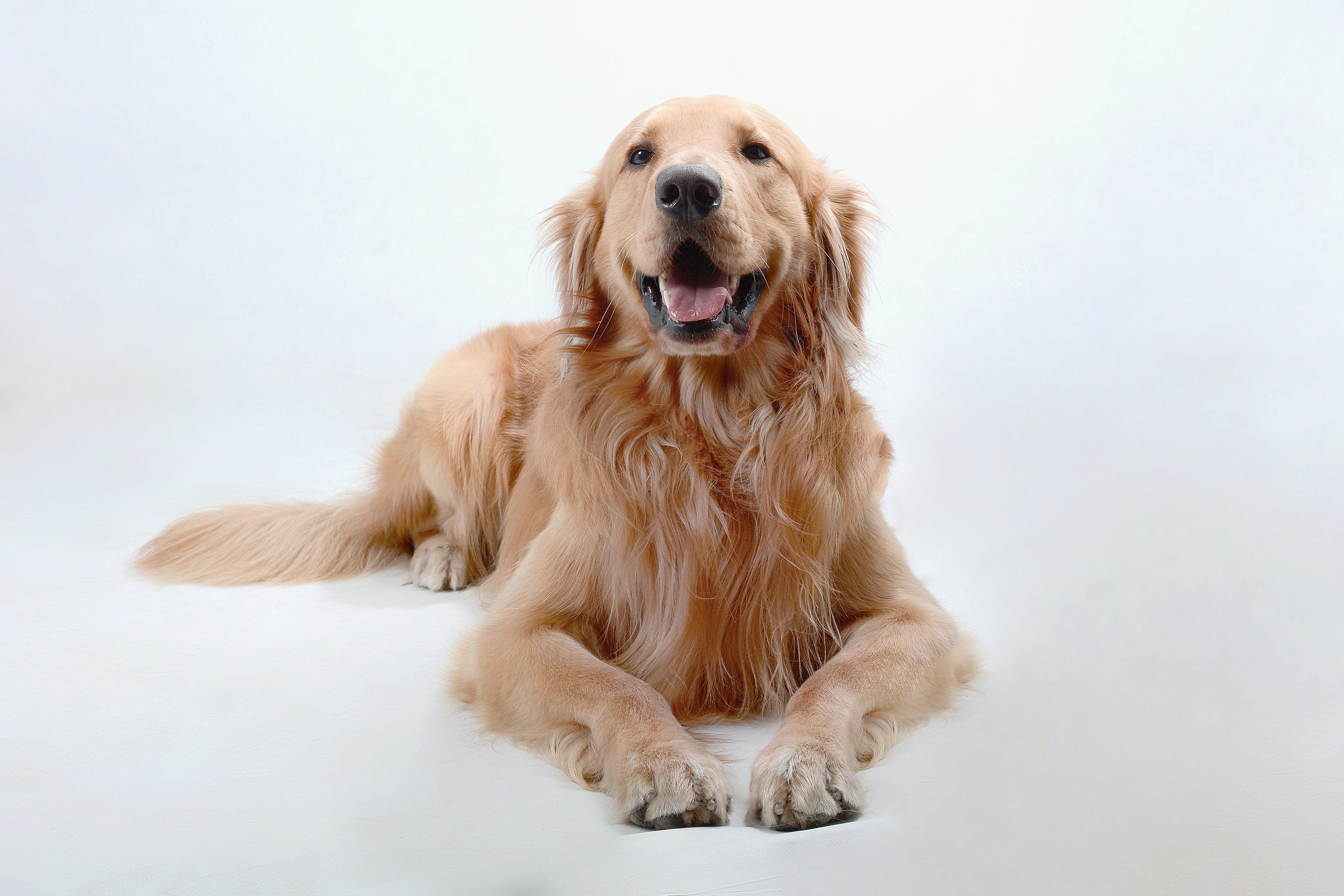 How to celebrate National Dog Day