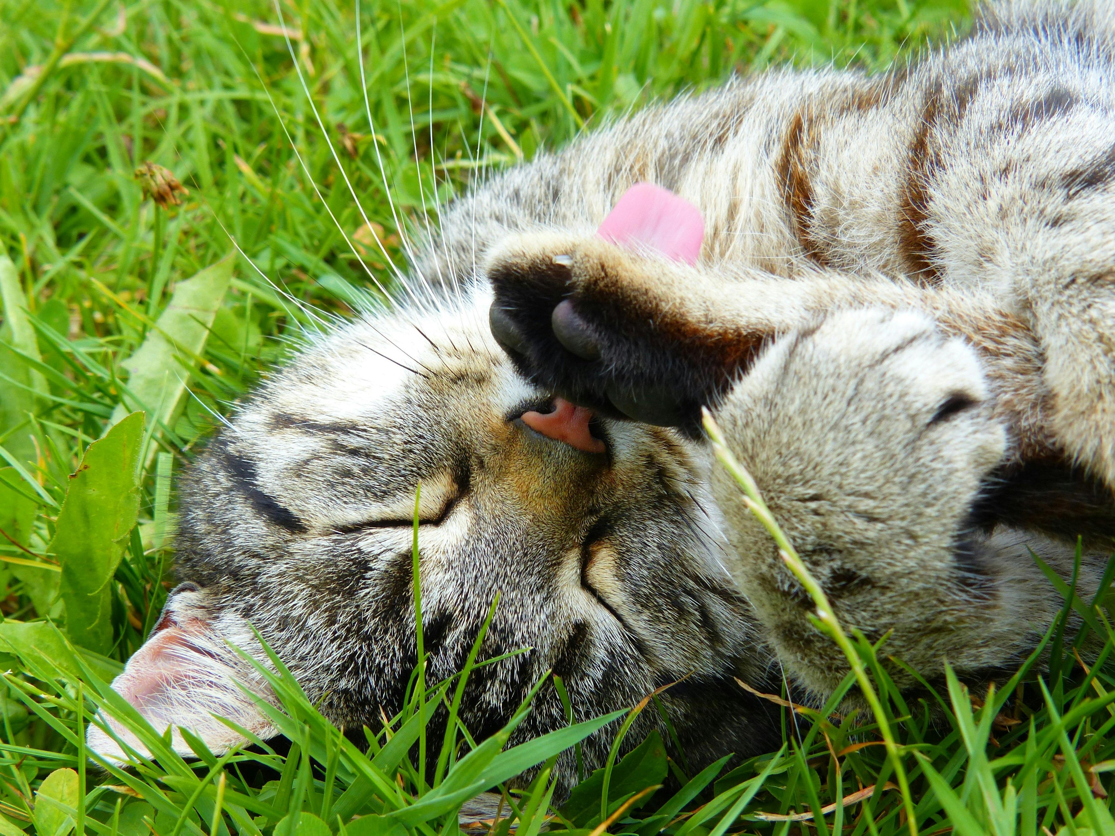 How can I keep my cat happy?