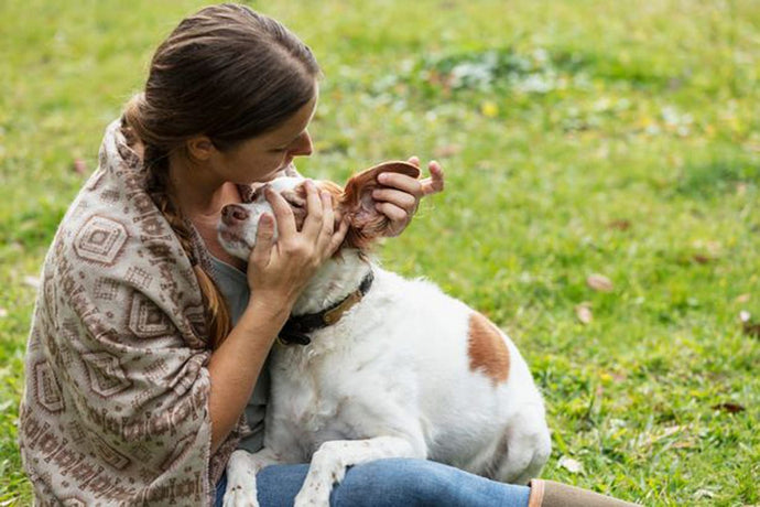 Arbenigwr yn rhybuddio perchnogion anifeiliaid anwes i wirio clustiau eu ci am arwyddion o drawiad gwres