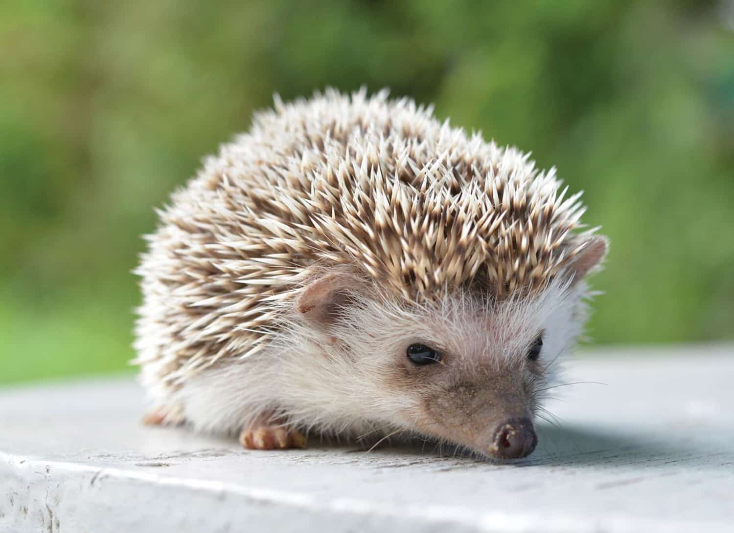 hedgehogs