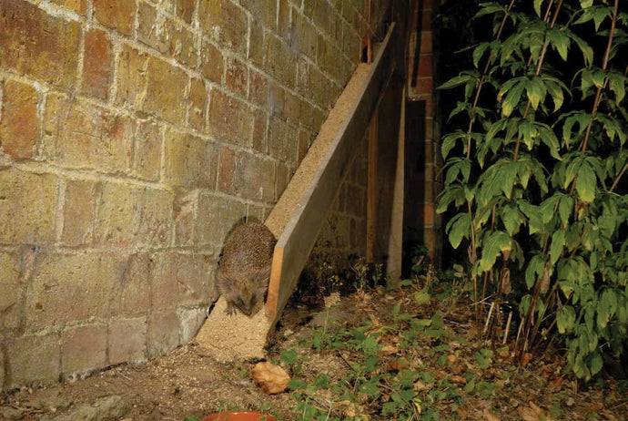 Prickly business: The hedgehog highway that knits a village together