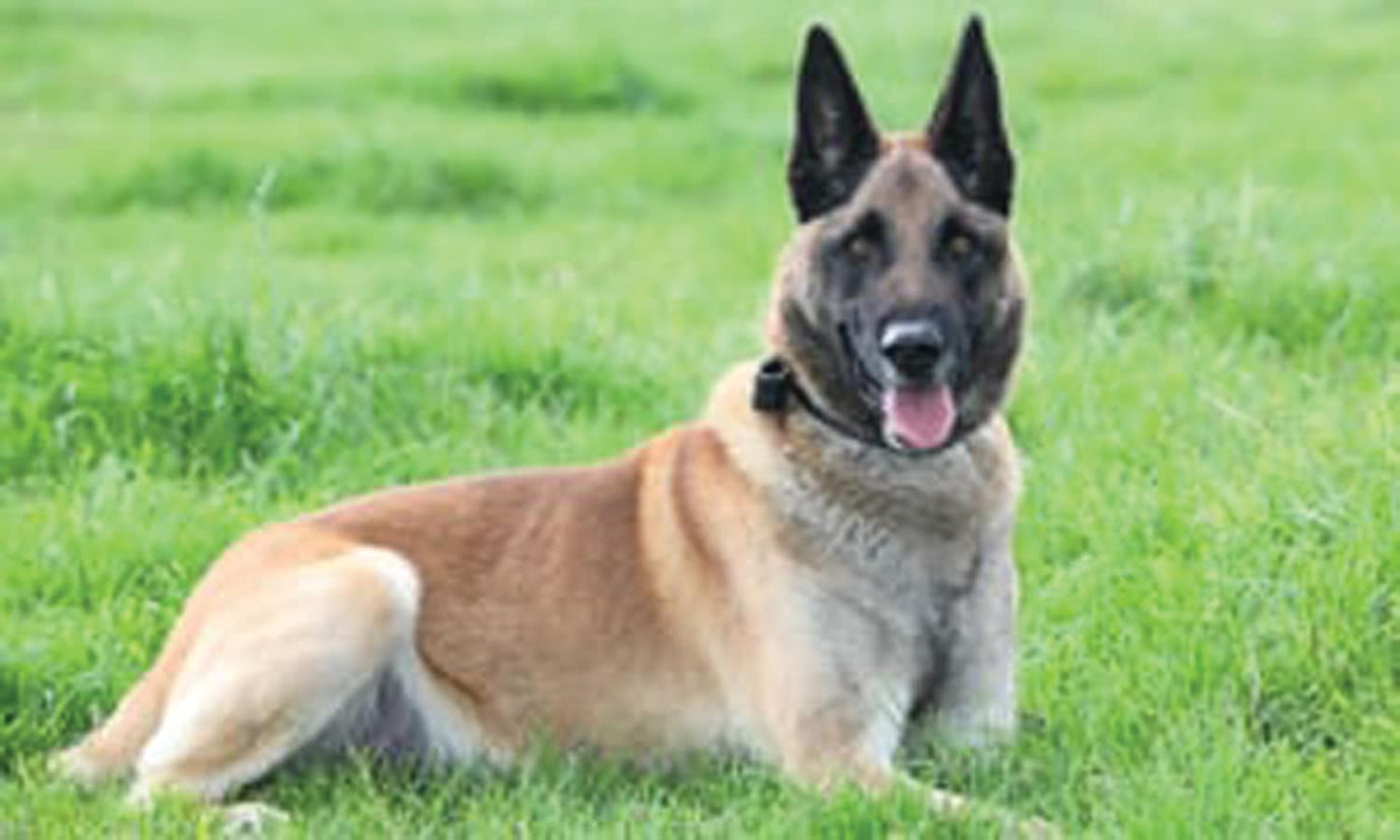 german shepherd lying on the grass