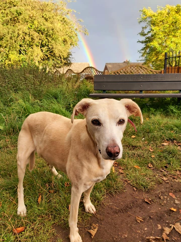 Holly With Rainbow