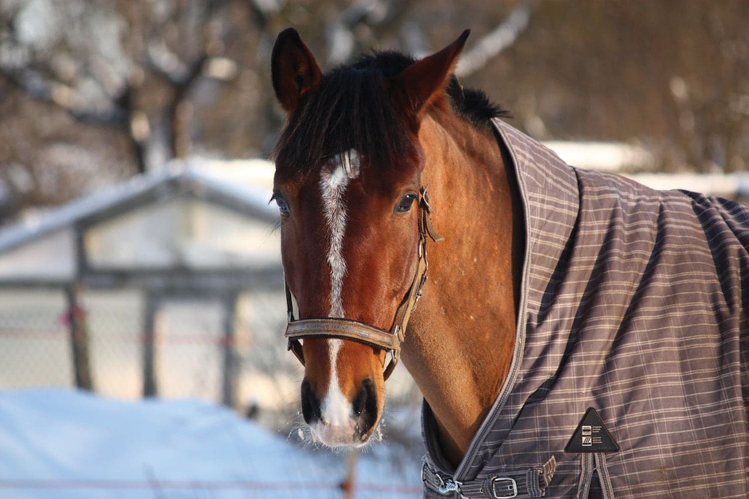 horse rug