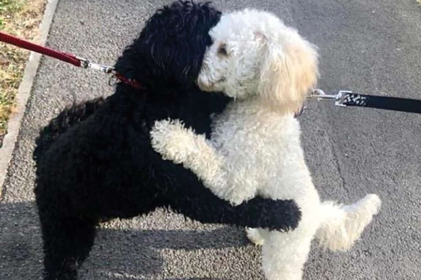 Hugging Dogs