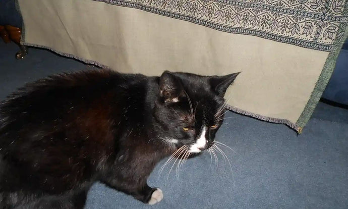 Yr anifail anwes na fyddaf byth yn ei anghofio: roedd Humphrey y gath yn pwlio yn ein sliperi - ac wedi fy nysgu am gariad