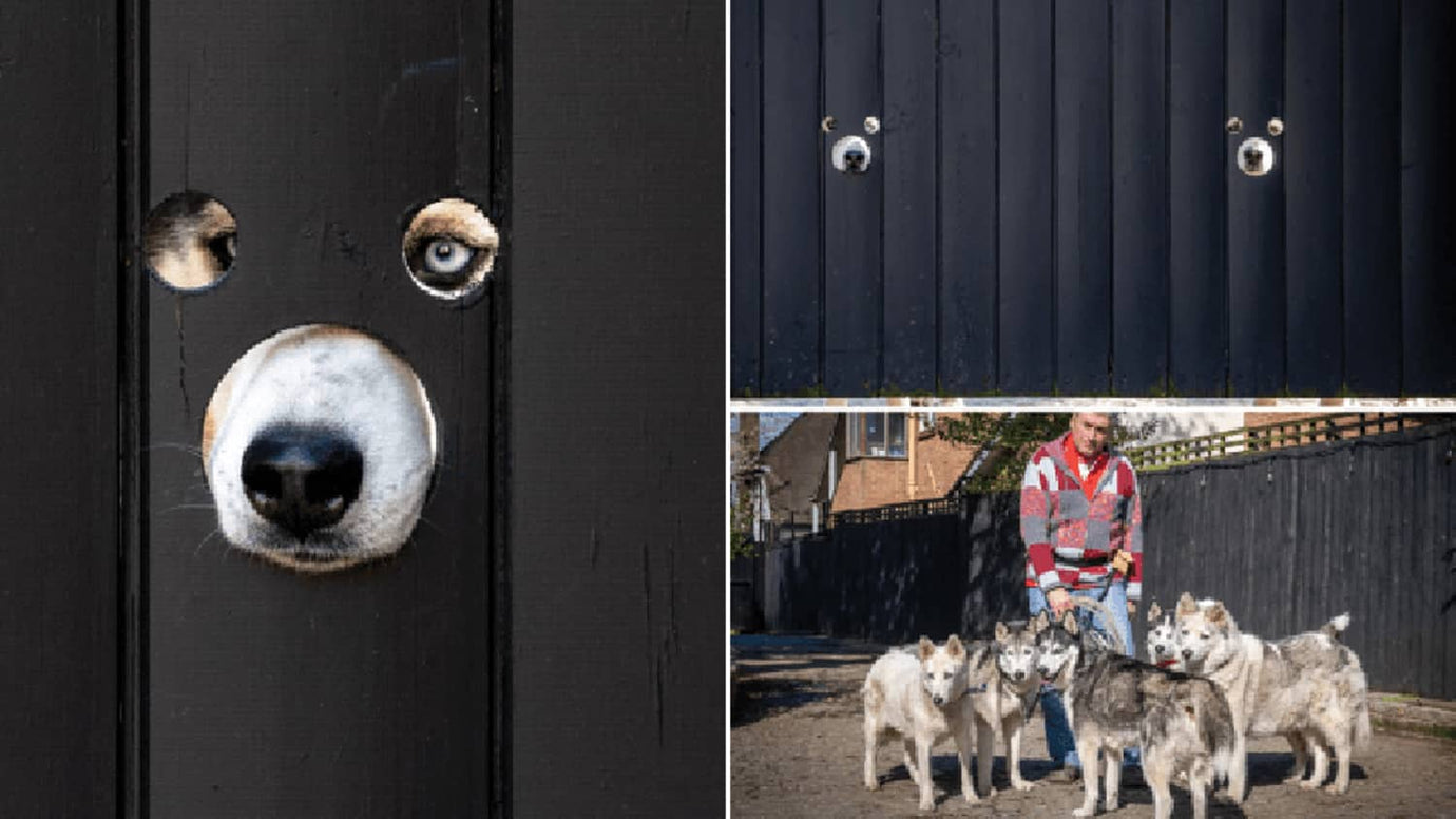 nosy Huskies