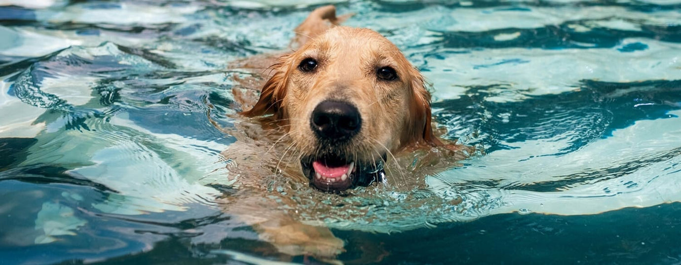 Hydrotherapy For Dogs