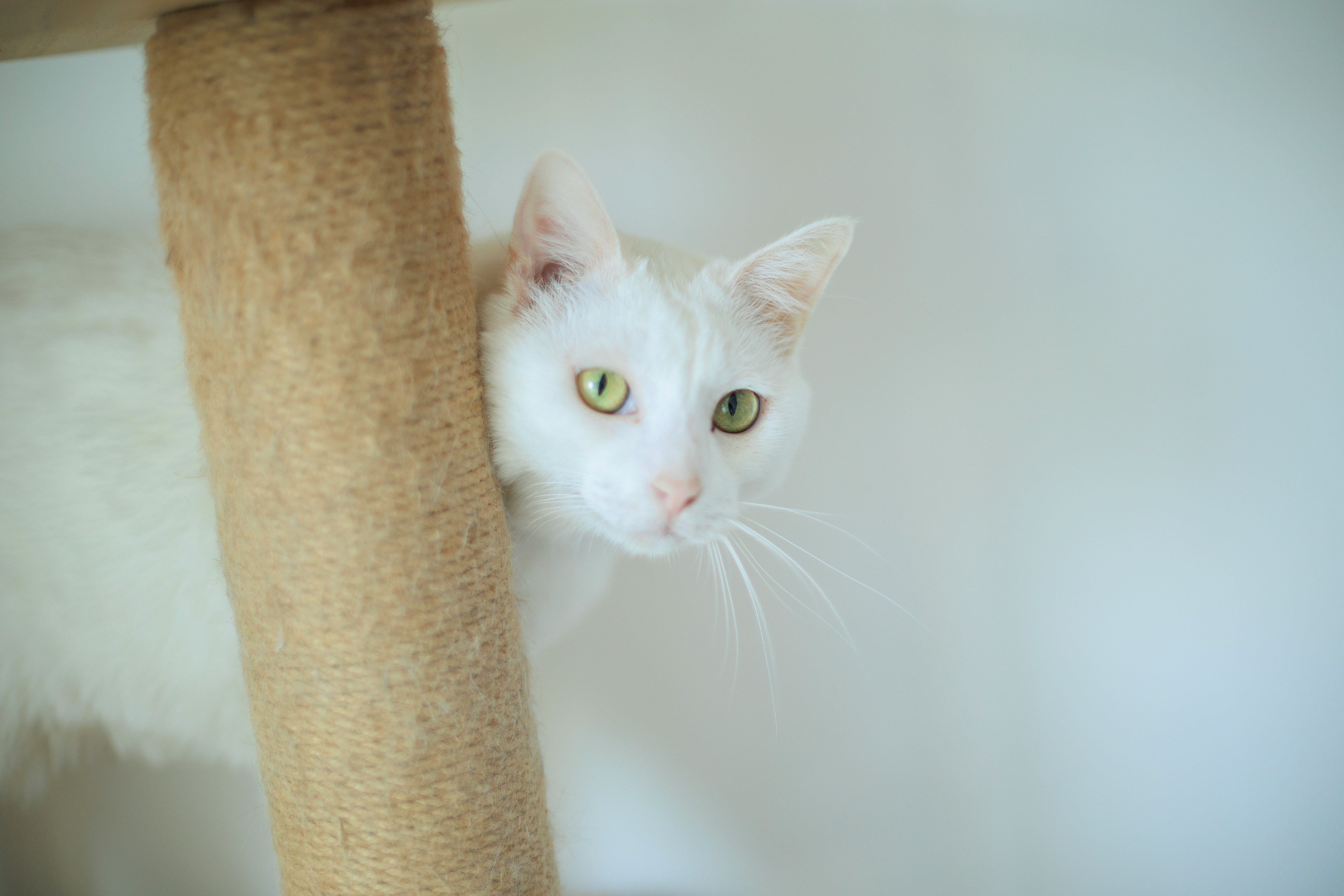 How to keep an indoor cat happy