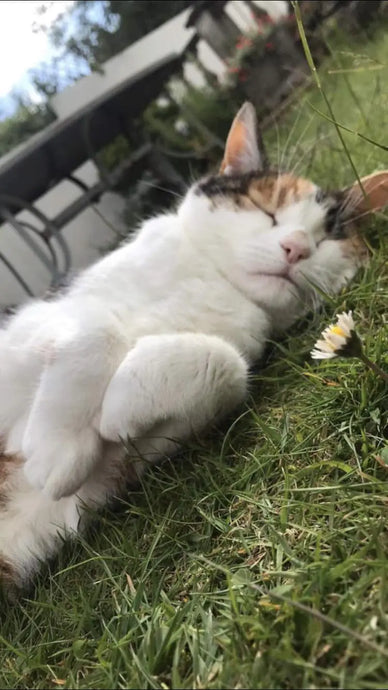 Meesha - Superstar Fabruary 2020