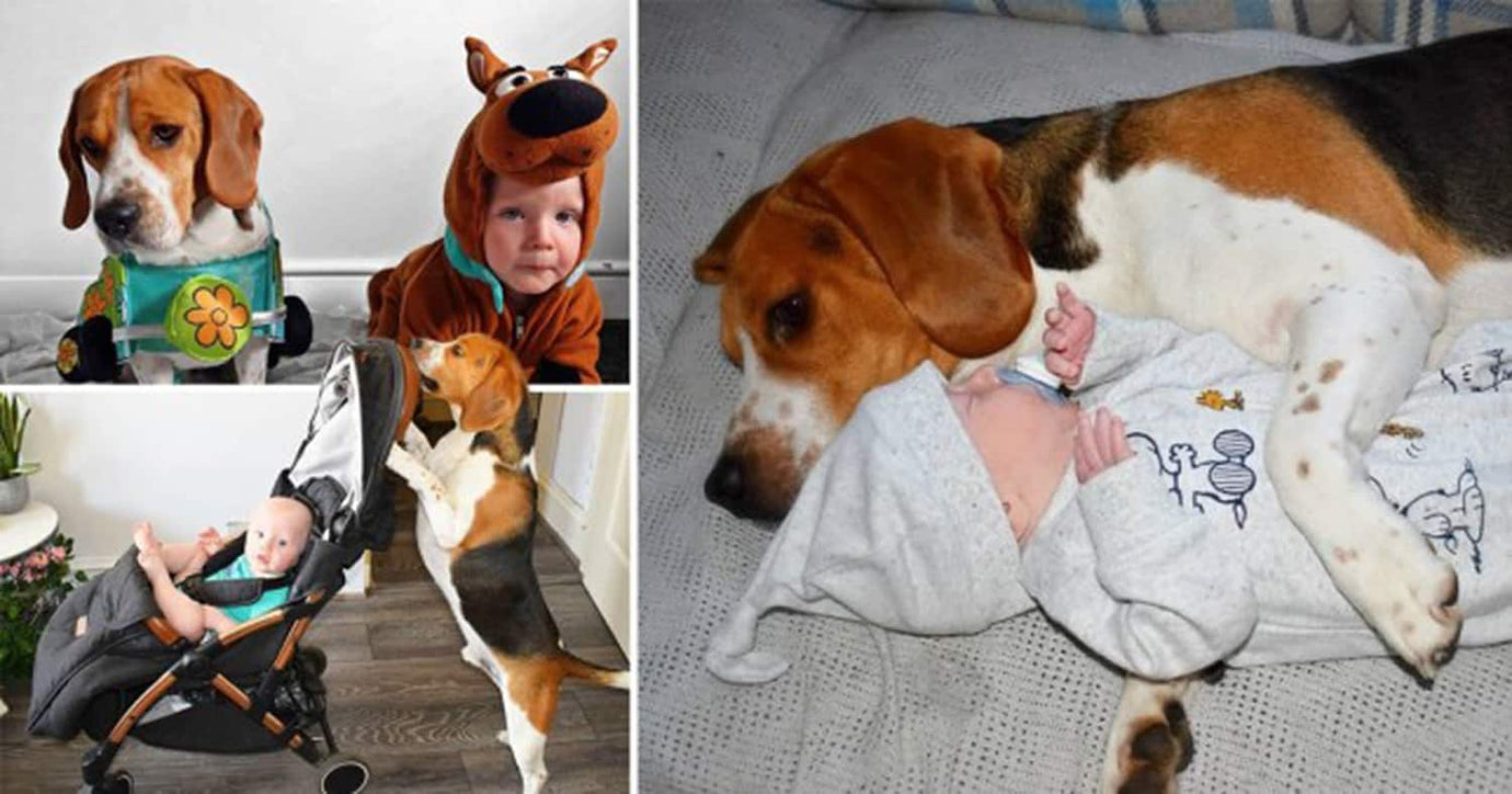 beagle and toddler