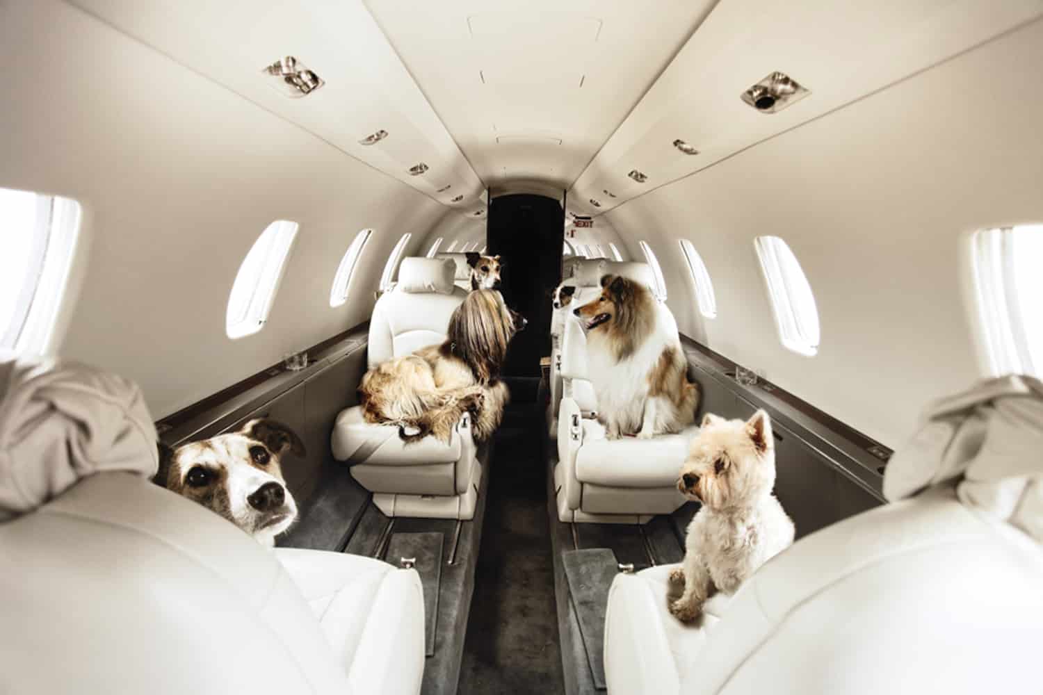 dogs luxury