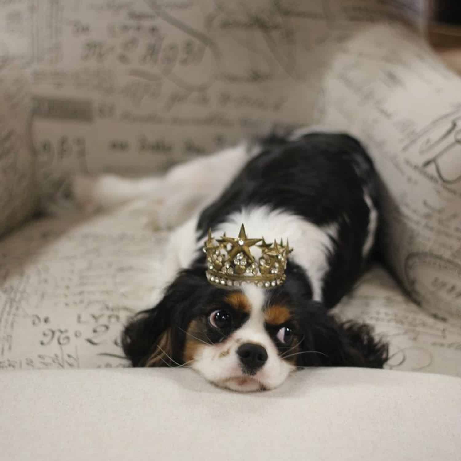 Spanish King Ruff Royal ‘ruff’: The distinguished and regal history of the king charles ...