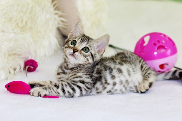 Why cats may not be as curious as once thought and actually prefer predictability