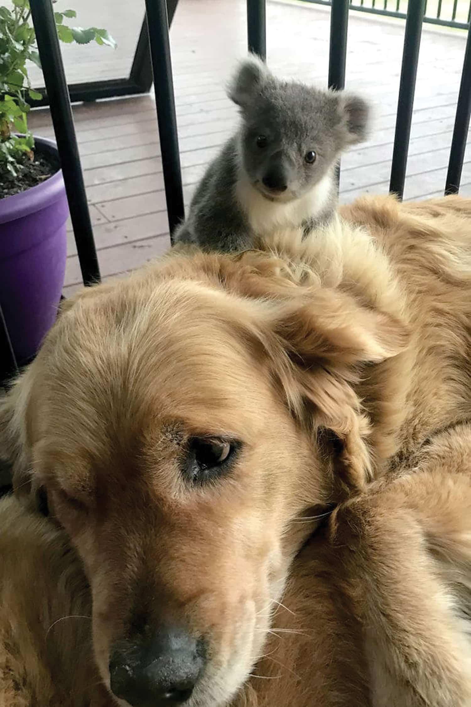 koala with golden retriever