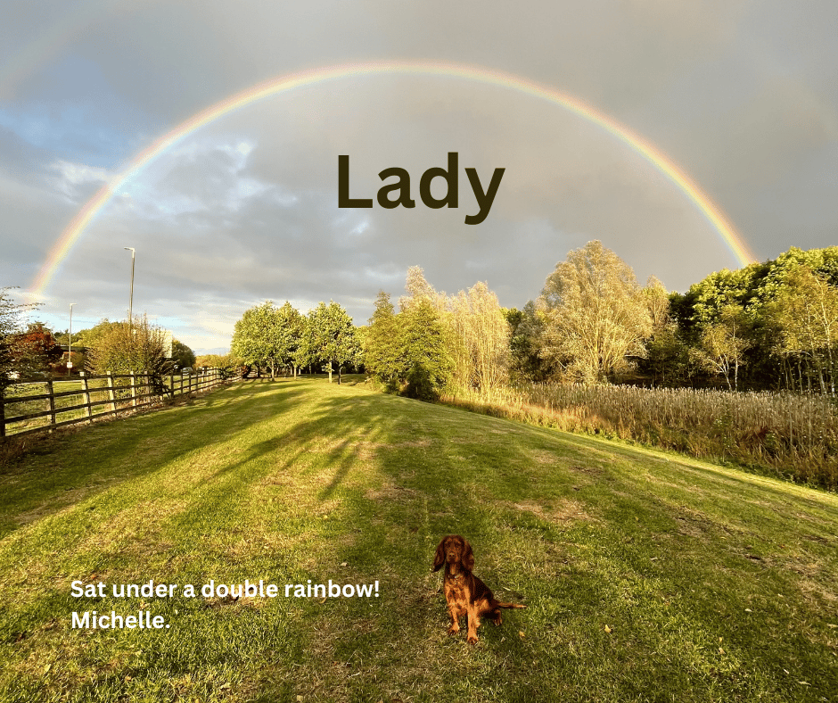 Ralph the pet cavapoo vanished during his morning walk - and took a 100-mile round-trip in a taxi before making his way home