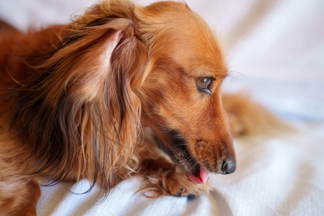 Why your dog licks you and what to do about it