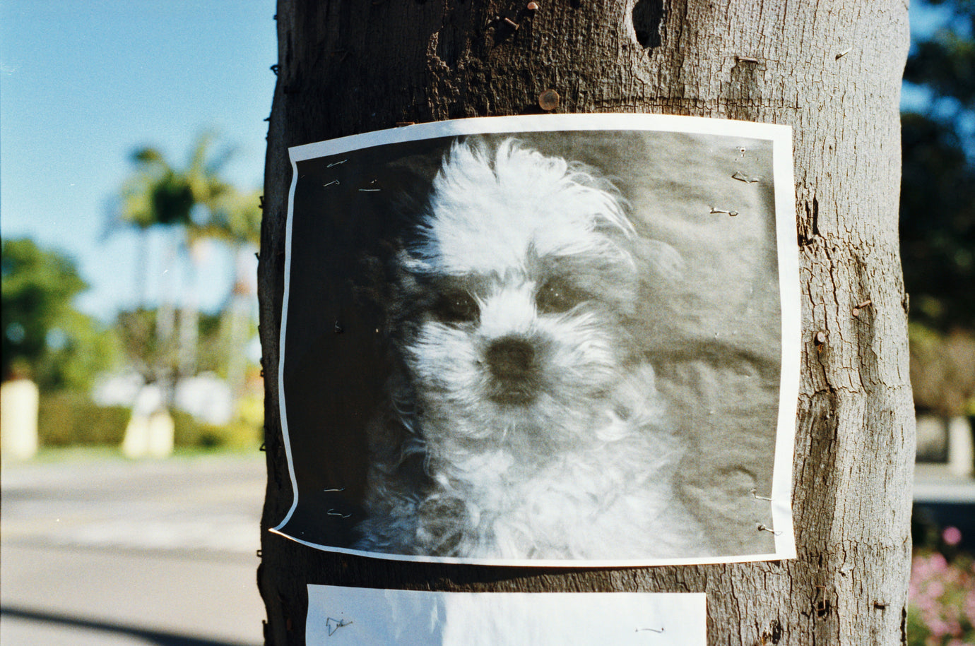 Welsh law 'treats stolen pets like stolen wallets' according to one MP