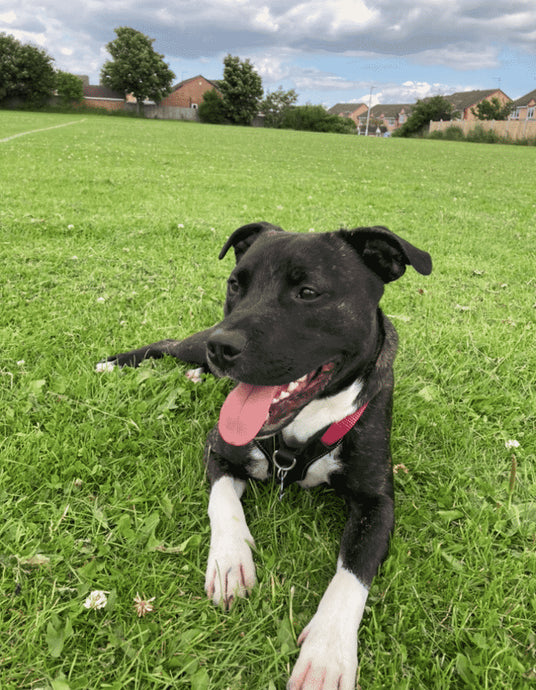 Is Buaiteoir é Louis! Deireadh Fómhair 2021