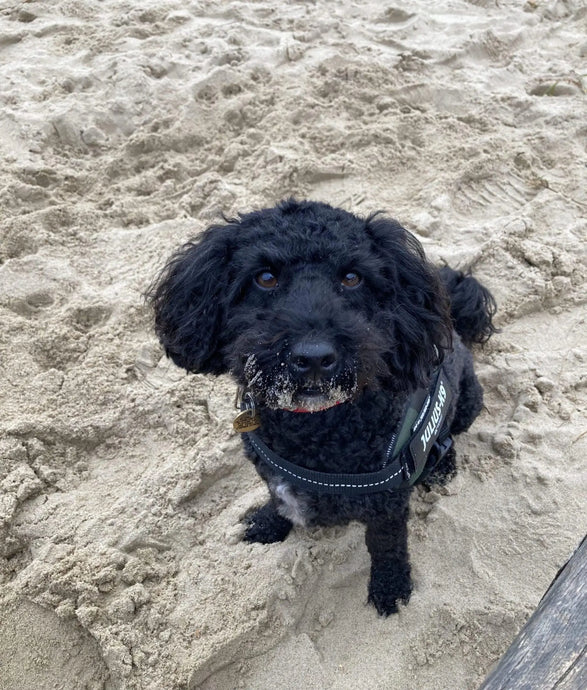 An Louis - Sár-réalta na Nollag 2021 