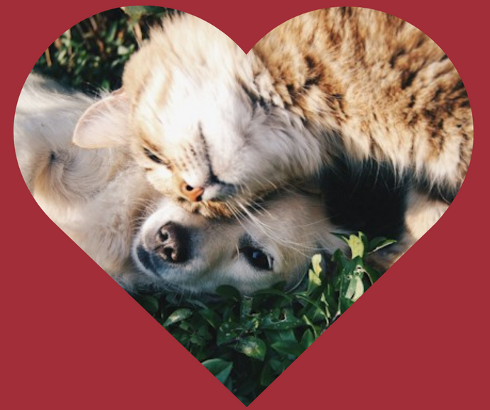 Mae Pob Diwrnod yn Ddiwrnod Caru Eich Anifeiliaid Anwes: Dathlu'r Bond Diamod gyda'ch Ffrind Blewog