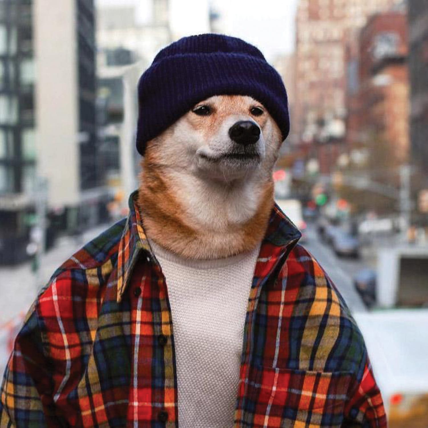PUP IDOL: Japanese style guru who earns £140k a year and has his own clothing line - is a dog