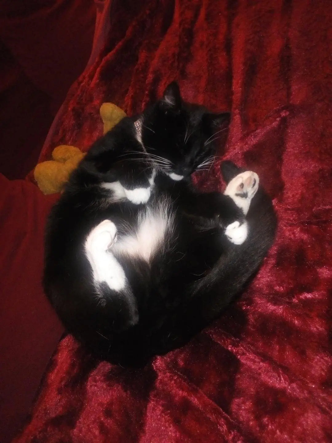 Magic, Pedro And Fudge. December 2022