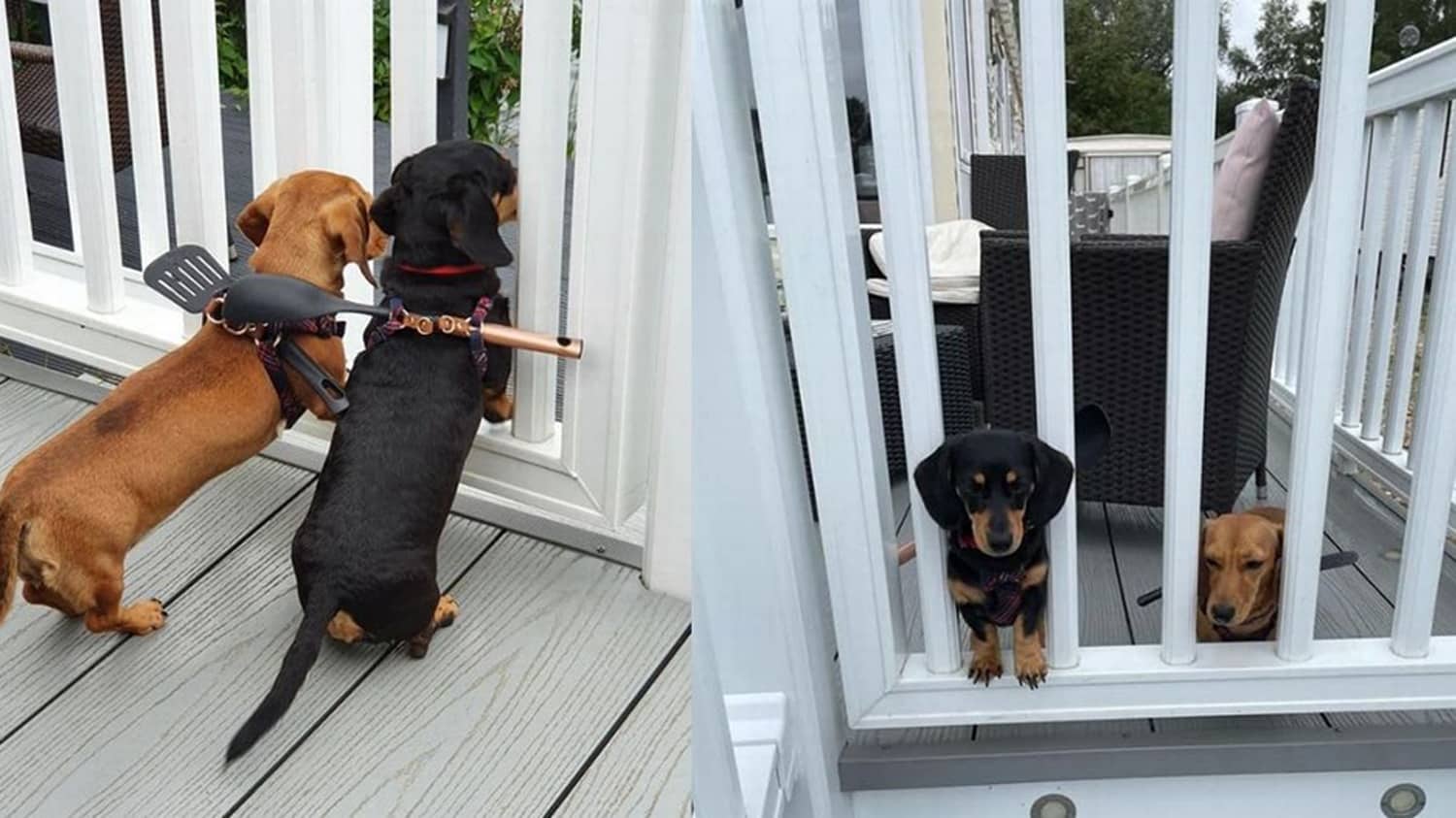 dachshunds escaping