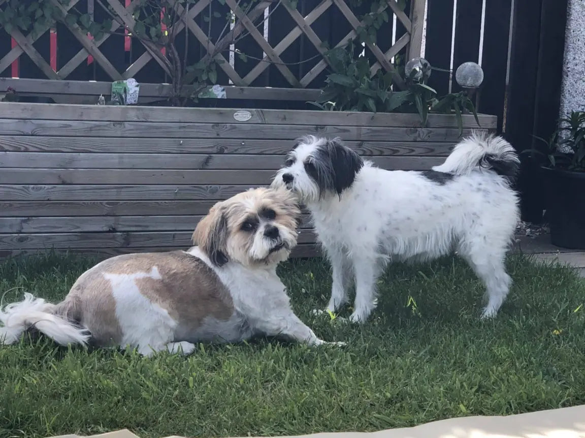 Max And Tammy Won Their Favourite Food! January 2021