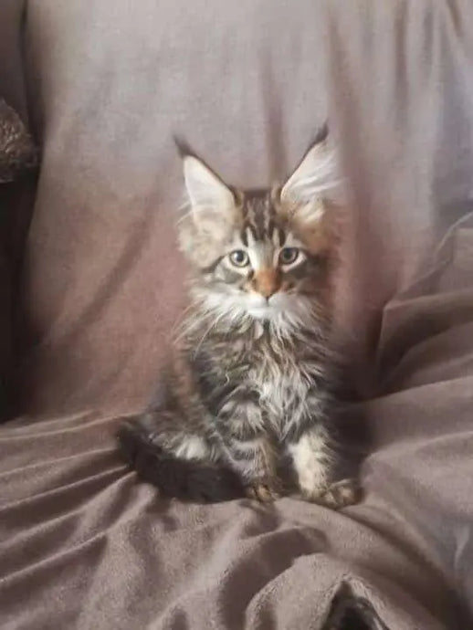 Milo's The Maine Man! Deireadh Fómhair 2021