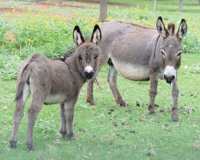 Dinky donkeys: All about miniature donkeys for potential owners